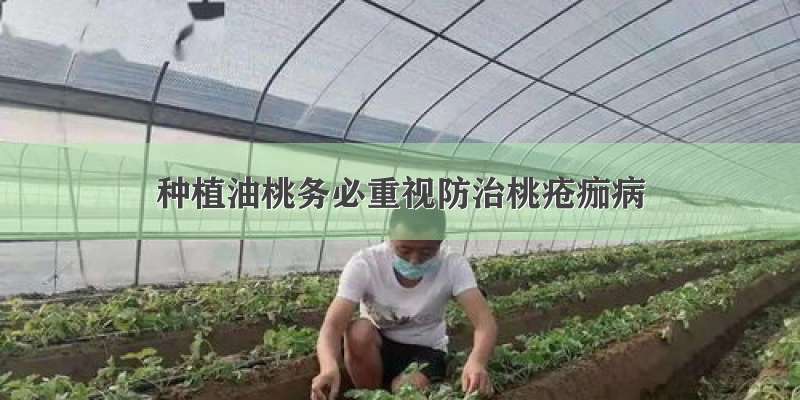 种植油桃务必重视防治桃疮痂病