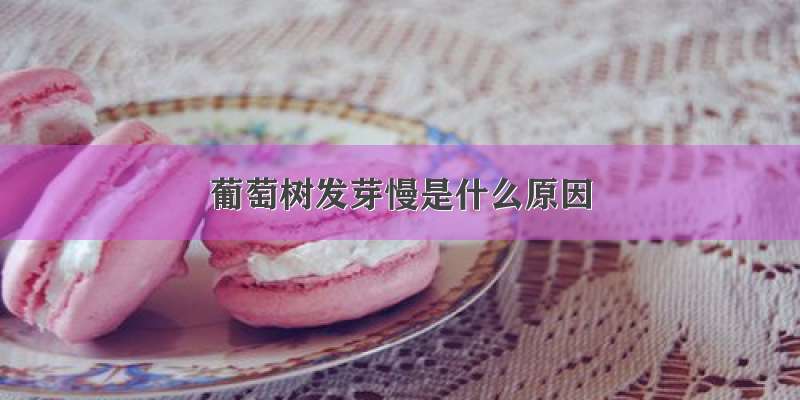 葡萄树发芽慢是什么原因