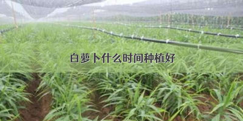 白萝卜什么时间种植好