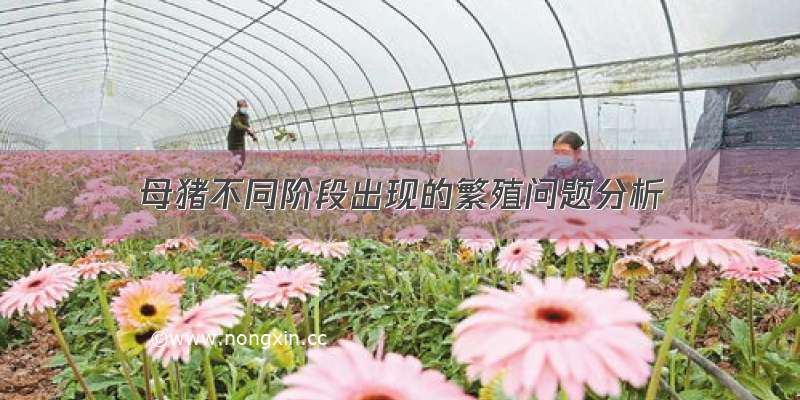 母猪不同阶段出现的繁殖问题分析