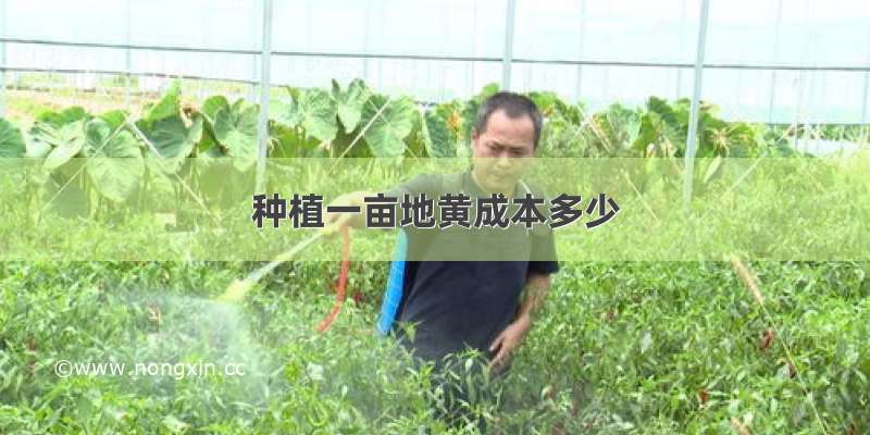 种植一亩地黄成本多少