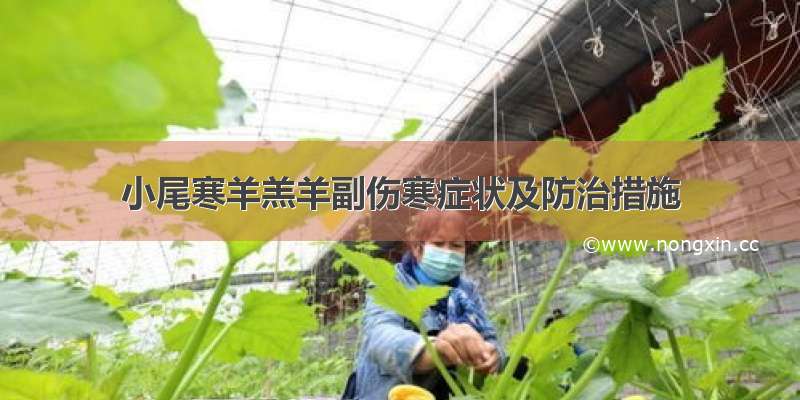 小尾寒羊羔羊副伤寒症状及防治措施