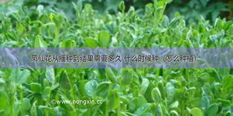 凤仙花从播种到结果需要多久 什么时候种（怎么种植）