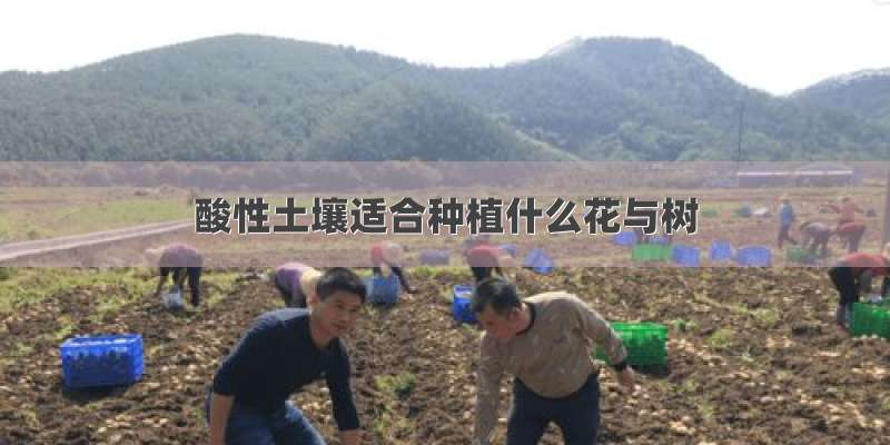 酸性土壤适合种植什么花与树