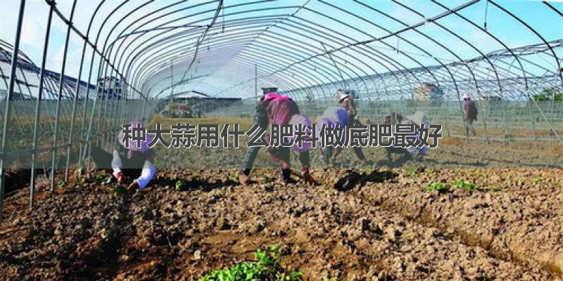 种大蒜用什么肥料做底肥最好