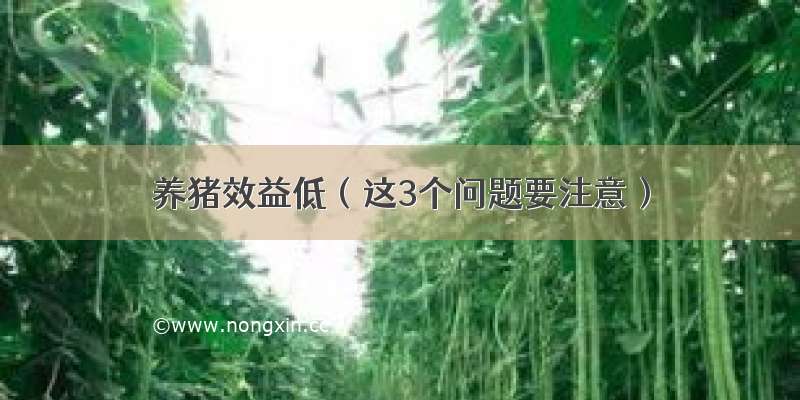 养猪效益低（这3个问题要注意）