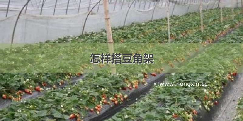 怎样搭豆角架