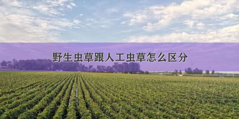 野生虫草跟人工虫草怎么区分