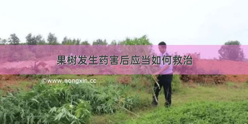 果树发生药害后应当如何救治