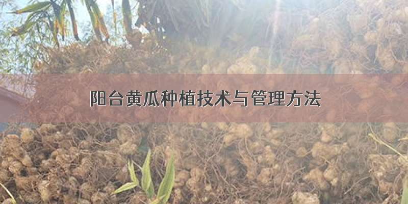 阳台黄瓜种植技术与管理方法