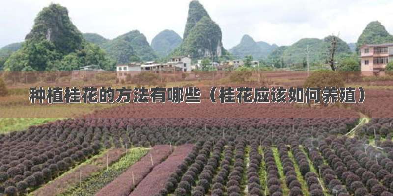 种植桂花的方法有哪些（桂花应该如何养殖）