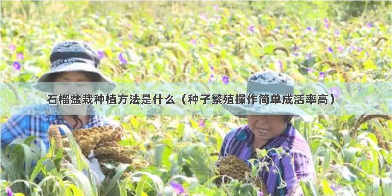 石榴盆栽种植方法是什么（种子繁殖操作简单成活率高）