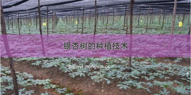 银杏树的种植技术