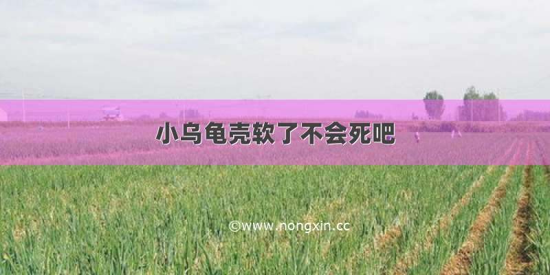 小乌龟壳软了不会死吧