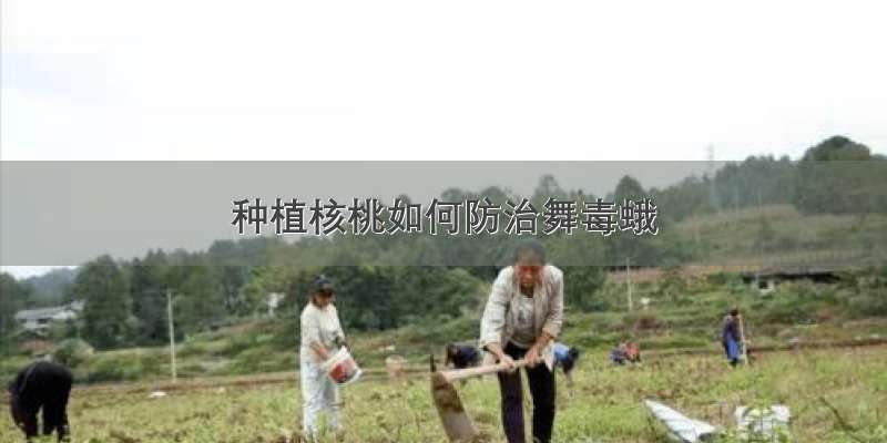 种植核桃如何防治舞毒蛾