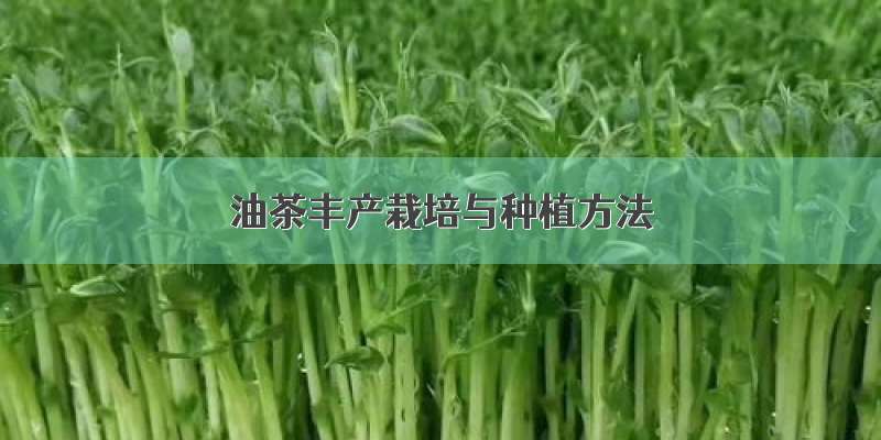 油茶丰产栽培与种植方法