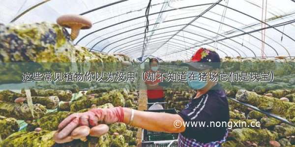 这些常见植物你以为没用（却不知道在猪场它们是块宝）