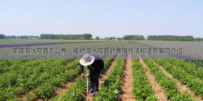 家庭滴水观音怎么养（植物滴水观音的养殖方法和注意事项介绍）