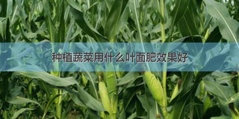 种植蔬菜用什么叶面肥效果好