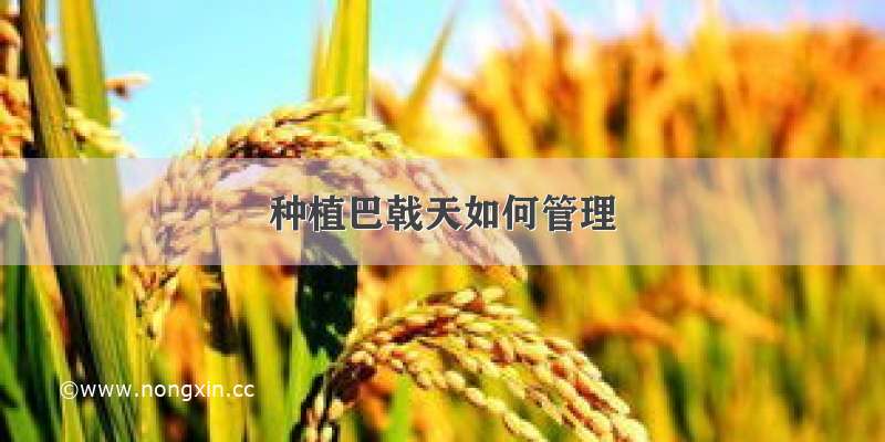 种植巴戟天如何管理