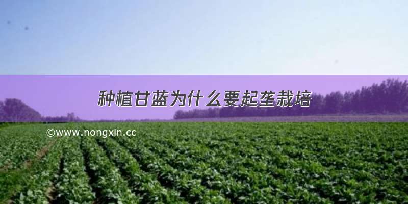 种植甘蓝为什么要起垄栽培