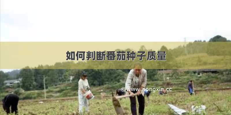 如何判断番茄种子质量