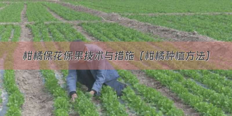 柑橘保花保果技术与措施（柑橘种植方法）