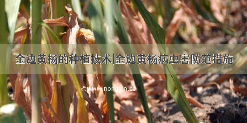 金边黄杨的种植技术|金边黄杨病虫害防范措施