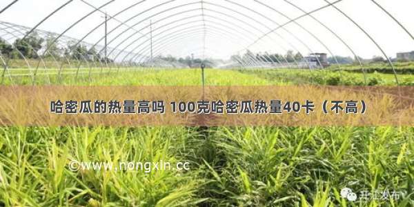 哈密瓜的热量高吗 100克哈密瓜热量40卡（不高）