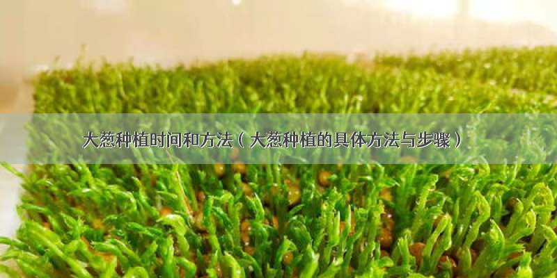 大葱种植时间和方法（大葱种植的具体方法与步骤）