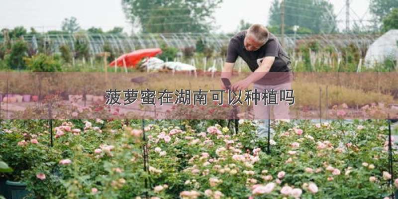 菠萝蜜在湖南可以种植吗