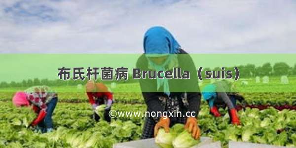 布氏杆菌病 Brucella（suis）