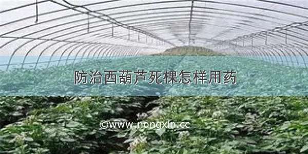 防治西葫芦死棵怎样用药