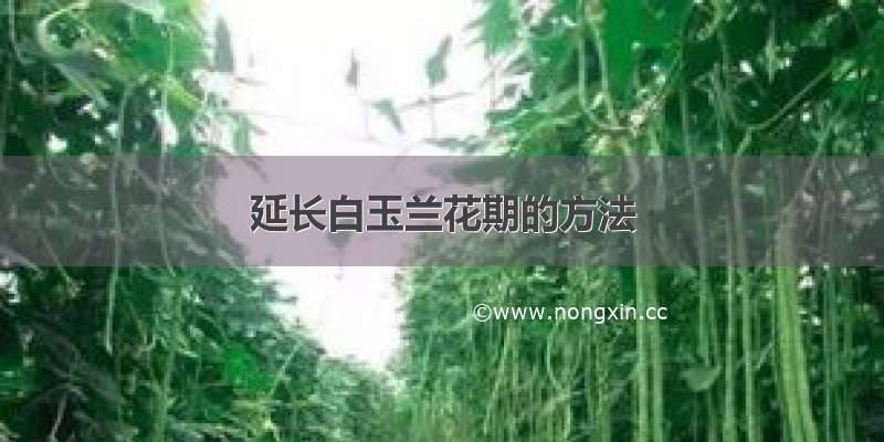 延长白玉兰花期的方法