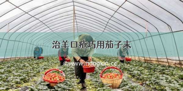 治羊口疮巧用茄子末