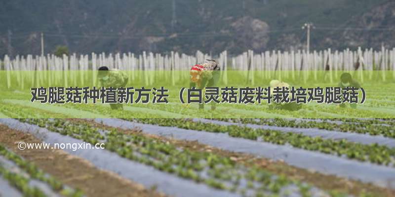 鸡腿菇种植新方法（白灵菇废料栽培鸡腿菇）