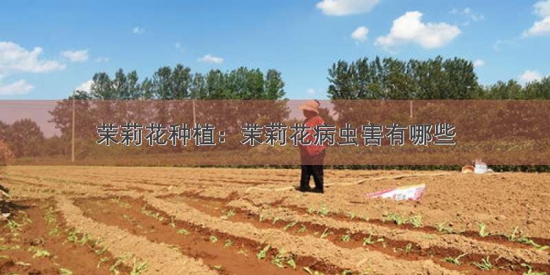 茉莉花种植：茉莉花病虫害有哪些