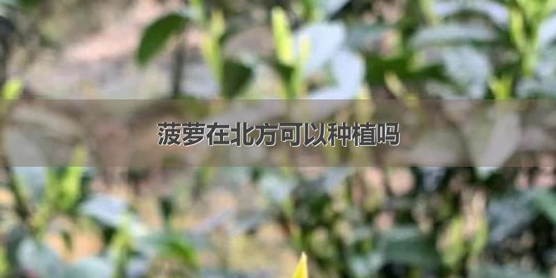 菠萝在北方可以种植吗