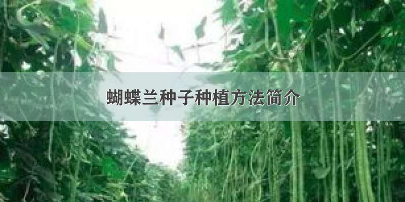 蝴蝶兰种子种植方法简介