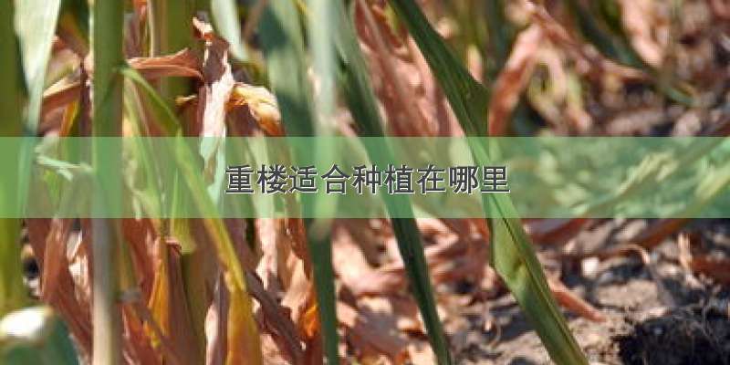 重楼适合种植在哪里