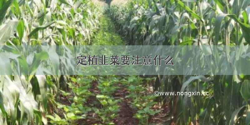 定植韭菜要注意什么