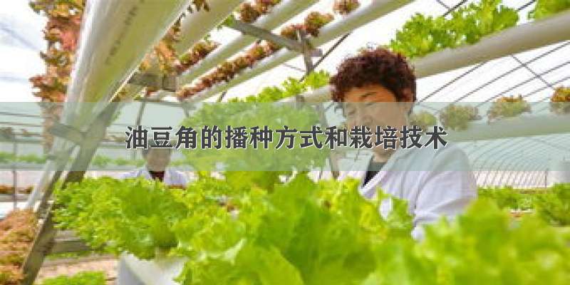 油豆角的播种方式和栽培技术