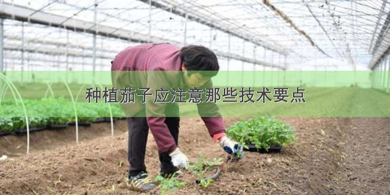 种植茄子应注意那些技术要点