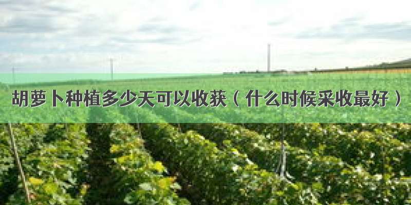 胡萝卜种植多少天可以收获（什么时候采收最好）