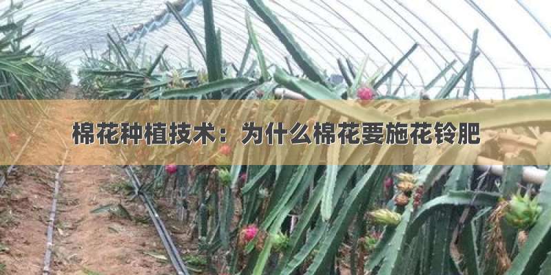 棉花种植技术：为什么棉花要施花铃肥