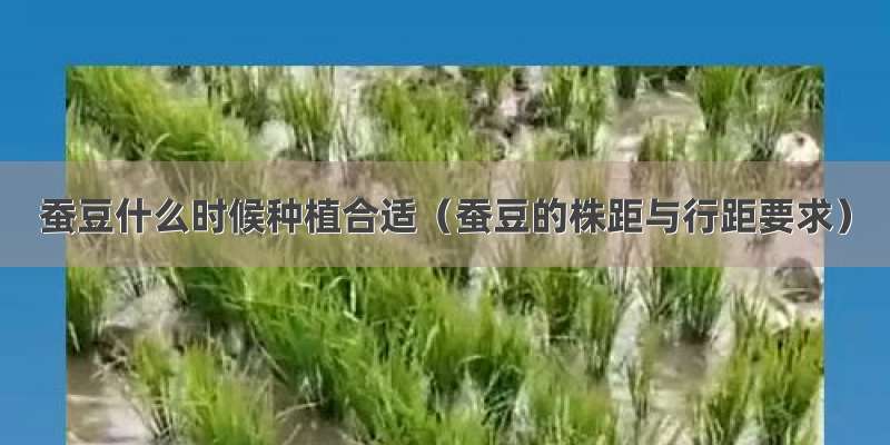 蚕豆什么时候种植合适（蚕豆的株距与行距要求）