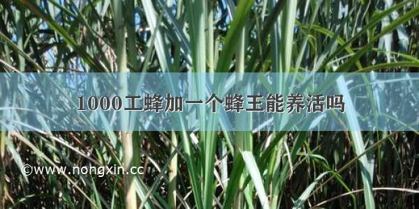 1000工蜂加一个蜂王能养活吗