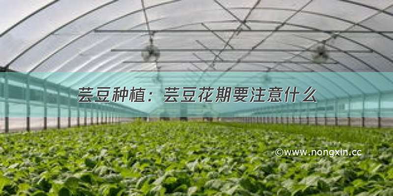 芸豆种植：芸豆花期要注意什么