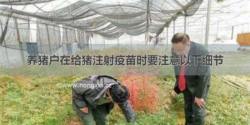 养猪户在给猪注射疫苗时要注意以下细节