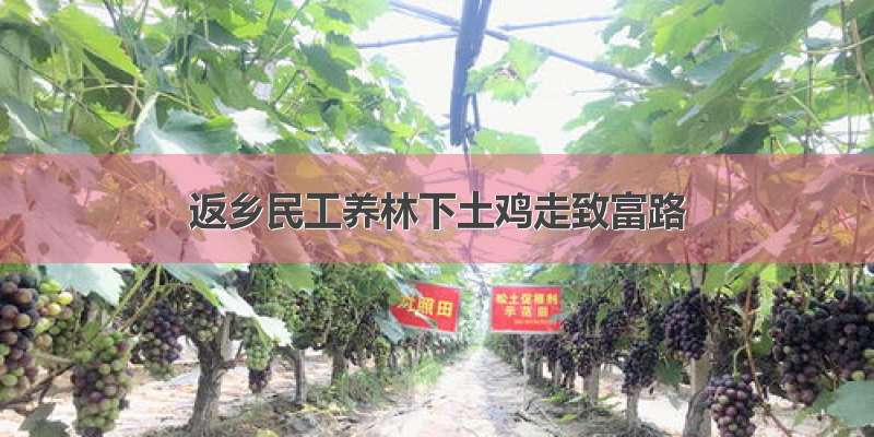 返乡民工养林下土鸡走致富路